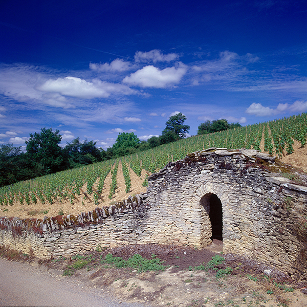 A vineyard in Bourgogne